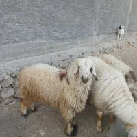 فروس 2 راس بره و یک میش جوان