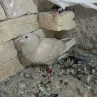 کفتر بهبونی|پرنده|شیراز, برمشور علیا|دیوار