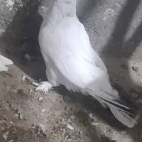 جفتی ۳۵۰راهم میام کمتر بدم یا حق