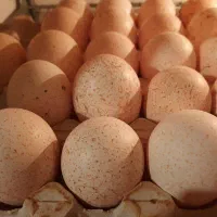 تخم بوقلمون خوراکی