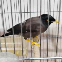 مینا بخون مست