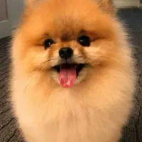 واگذاری پامر بوفیس رایگان