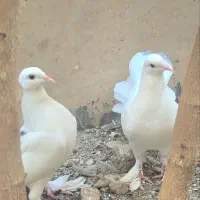 دو عدد کبوتر تزئینی پرپا دم چتری زیبا|پرنده|قم, پردیسان|دیوار