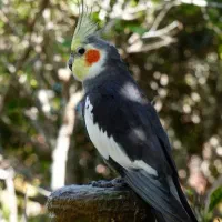 گم شده عروس هلندی در مبارک آباد، میدان امام شافعی