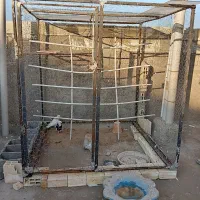 قفس پرنده کبوتر|لوازم جانبی حیوانات|ابریشم, |دیوار