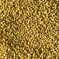 بذر یونجه درجه یک رنجر