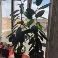 گل فیکوس طبیعی|گل و گیاه طبیعی|انزل, |دیوار