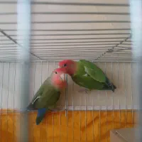 کوتوله اوبال صورت هلویی