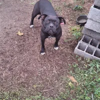 پیت بول استافورد شایر|سگ|بابل, |دیوار