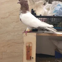 کفتر کله ای خوب