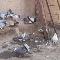 کفتر یا کبوتر|پرنده|قم, نیروگاه|دیوار