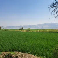 شلتوک کامفیروزی درجه یک مستقیم از کشاورز|خوردنی و آشامیدنی|شیراز, باغشهر قصر سبز|دیوار