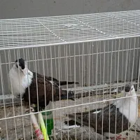 کلاغ اتشی