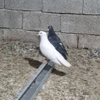 کبوتر بوشهری