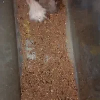 همستر دستی|موش و خرگوش|جهرم, |دیوار