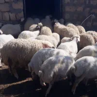 بره پروار سفید صادراتی