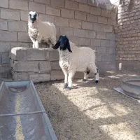 دوتا بره نر و ماده  پاکستانی