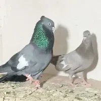 دوجفت.سرک سبز سوسنی،سرک تافته ای،