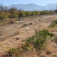 فروش زمین مسکونی