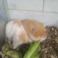 یک جفت همستر با دوعدد شیشه کوچک وبزرگ