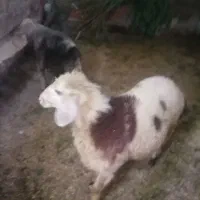 ۲ عدد بره افشاری
