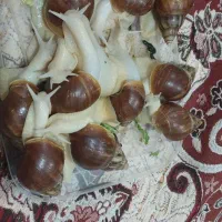 حلزون|خزنده|الشتر, |دیوار