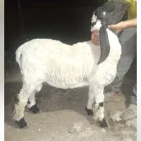 بره نر|حیوانات مزرعه|گنبد کاووس, |دیوار