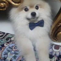 سگ پامر عروسکی نر وارداتی