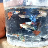 ماهی محبوب و زیبا آکواریوم