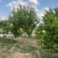 قواره باغی (آبشینه-املاک آروان)|فروش زمین و ملک کلنگی|همدان, |دیوار