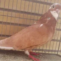 کفتر زرد ماده