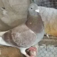 کبوتر آلمانی مسافتی