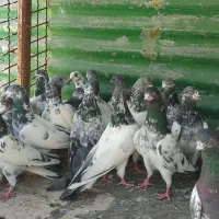 فقیه گل تیدی گلدن چینا