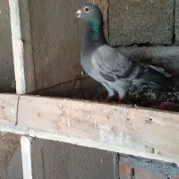 کفتر|حیوانات|ایرانشهر, |دیوار