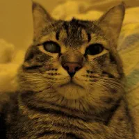 واگذاری گربه|گربه|برازجان, |دیوار