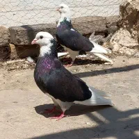 کفتر کبوتر