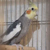 فروش عروس هلندی نر بالغ|پرنده|کاشان, فین بزرگ|دیوار