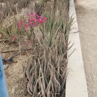 فروش نهال الوورا