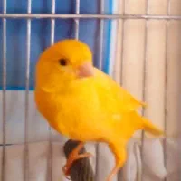 قناری و سهره ماده کار داده ۵ تخم معاوضه دارم با|پرنده|همدان, |دیوار