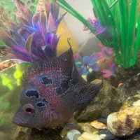 آکواریوم با لوازم و ماهی|ماهی|خاوران, |دیوار