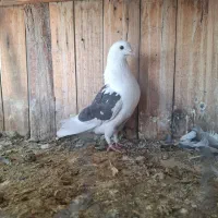 طوقی،رواعب|پرنده|قم, شهرک مهدیه (مدرس)|دیوار