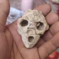 جمجمه استخوانی آدم کوتوله یافضایی چند هزارسال قد|کلکسیون اشیاء عتیقه|فسا, |دیوار