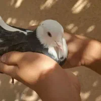 کبوتر|پرنده|فولادشهر, B4|دیوار