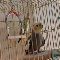 عروس هلندی