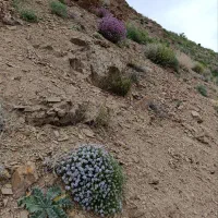 آویشن کوهی مرغوب