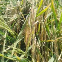 برنج محلی برای فروش جزیی وتناژ