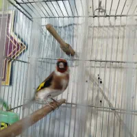 سره بهاره