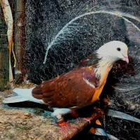 پشت‌دار‌سرخ‌باخت‌رفته