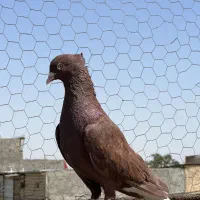 کبوتر نر سرخ دم سفید عتیقه