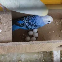 پرنده مرغ عشق رینبو|پرنده|اصفهان, آبشار|دیوار